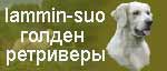 Питерский питомник голден ретриверов Lammin-suo. Владелец Матвеева Ирина