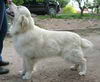 ������� SLAV TROPHY