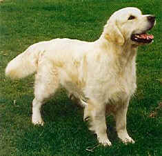 ������ ��������