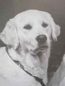 ������ ��������