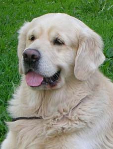 ������ ��������