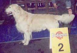 голден ретривер