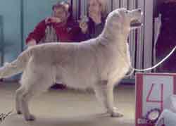 голден ретривер