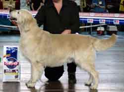 голден ретривер